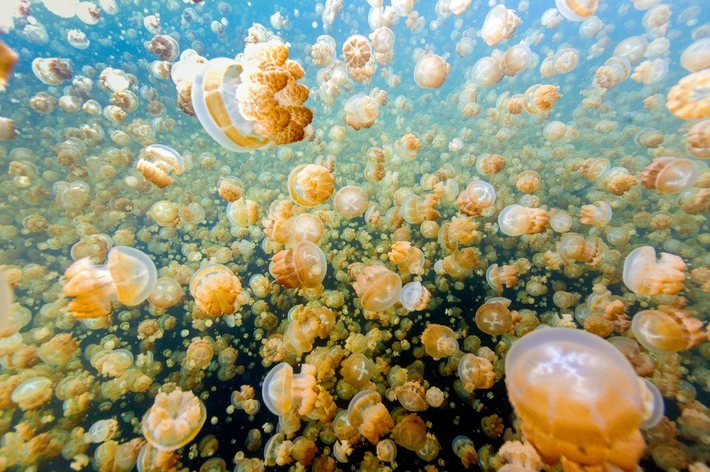 Palau Jellyfish Lake