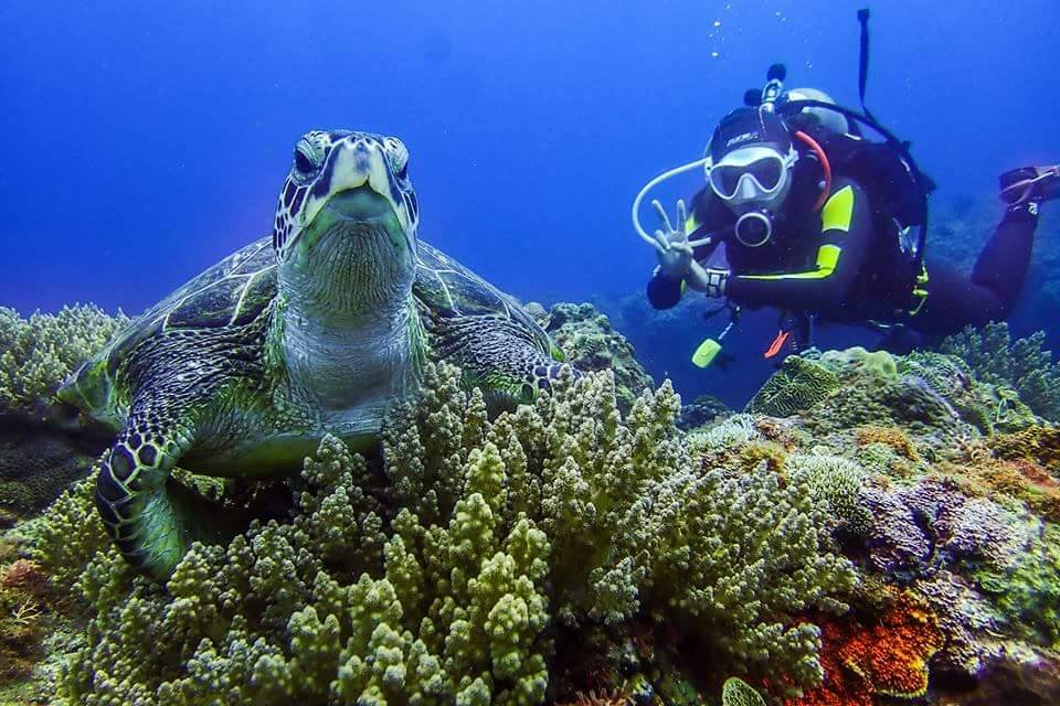 Green Sea Turtle Diving & Hostel 綠蠵龜潛水住宿