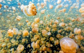 Palau Jellyfish Lake