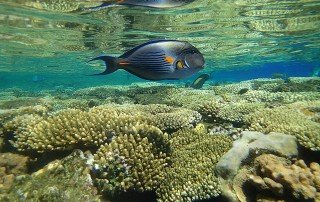 Scuba iving Green Island