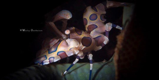 Harlequin Shrimp