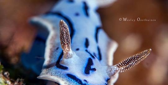 chromodoris willani nudibranch