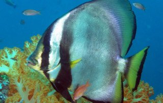 Orbicular batfish