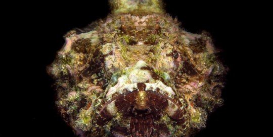 Devil Scorpionfish