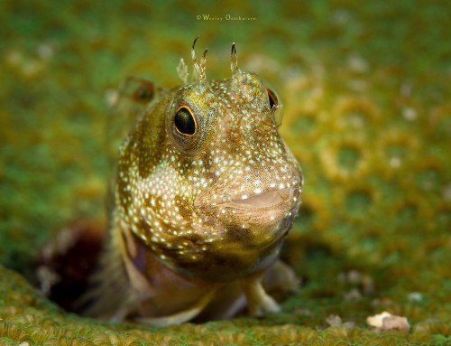 Happy Chappie Blenny, NE Taiwan