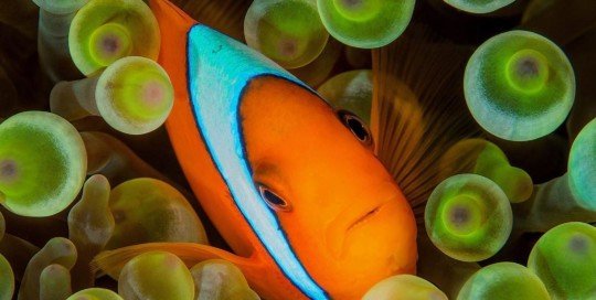 Tomato Clownfish, Green Island