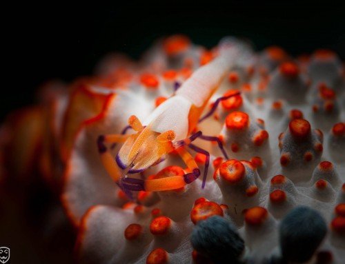 Emperor shrimp on nudibranch, 82.5