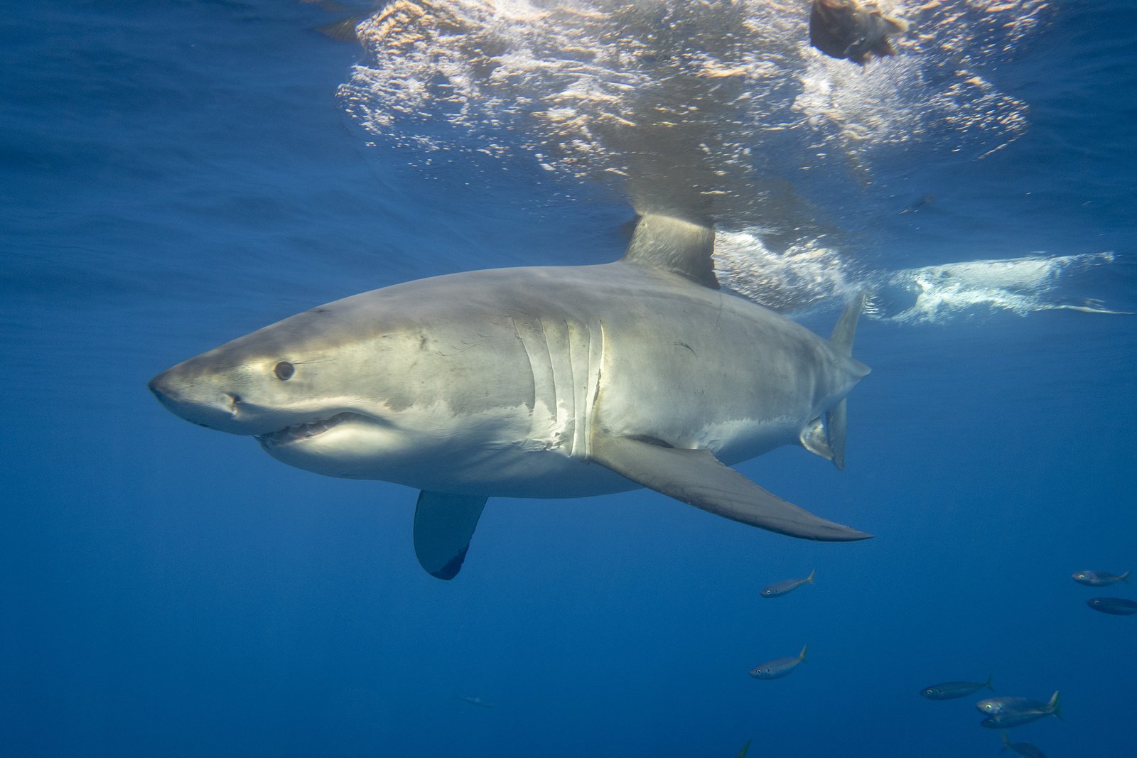Great White Shark Cage Diving, Guadalupe Island Mexico