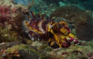 flamboyant cuttlefish taiwan