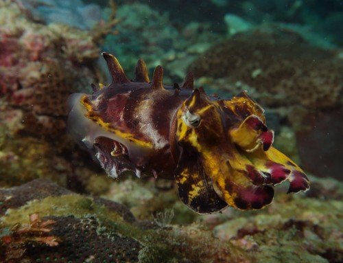 Flamboyant Cuttlefish season in the north